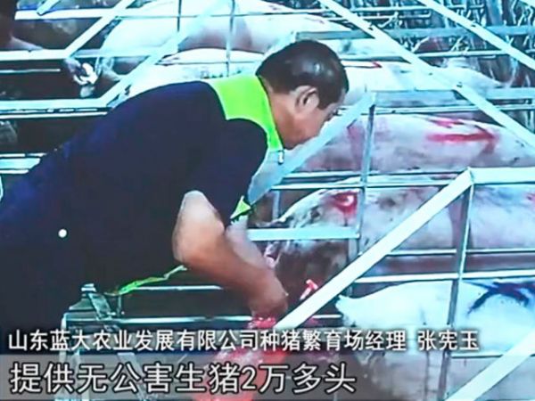 種豬繁育場(chǎng)